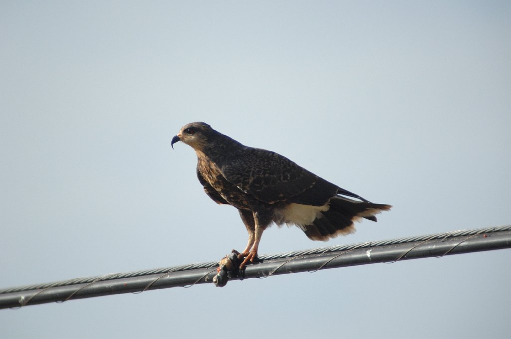 Hawk, Snail Kite, 2010-01155930 Loxahatchee NWR, FL.JPG - Snail Kite. Loxahatchee National Wildlife Refuge, FL, 1-15-2010